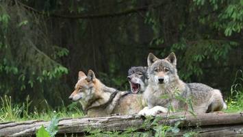 Entwarnung: Zahl der Wölfe steigt nur langsam an