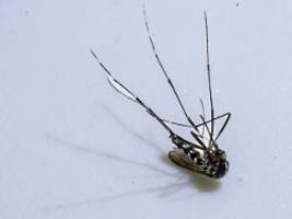 Ausbreitung im Südwesten: Insektenjäger haben mit Tigermücke zu kämpfen