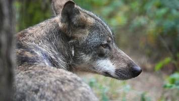 Angriff auf Dackel: War es ein Wolfshybride? Jäger äußern Vermutung