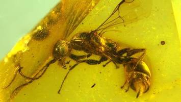 Zeitkapsel Bernstein: Längst ausgestorbene Wespe entdeckt