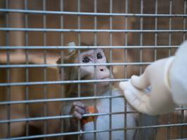 Tierversuche: So ist die Wissenschaft nicht konkurrenzfähig