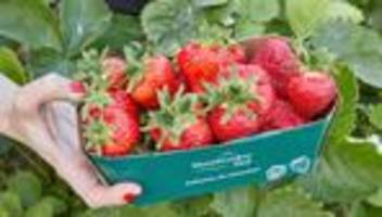 Agrar: Erdbeersaison im Norden offiziell eröffnet