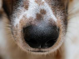 Biologie: Was macht manche Hunderassen zu besonderen Spürnasen?