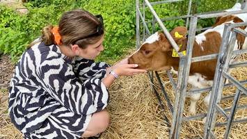 Melkhus Ardestorf: Glückliche Kühe streicheln und Erdbeereis essen
