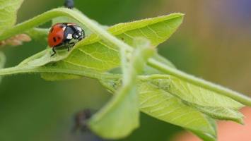 Naturnaher Garten: So bauen Sie einen Käferkeller