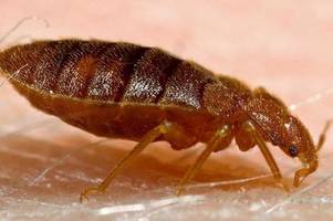 Blutsaugende Insekten: Diese 8 Insekten wollen Ihr Blut