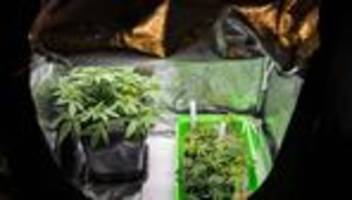 Teil-Legalisierung: Cannabis: Kommunen fordern Klarheit über Zuständigkeiten