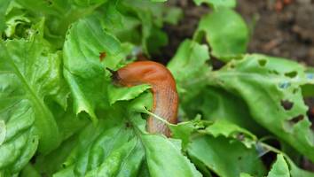 Knabbern Pflanzen an - Einfacher Trick vertreibt Schnecken aus Ihrem Garten