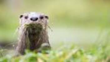 Naturschutz: Siedlungshilfe für Otter: Projektstart in Thüringen