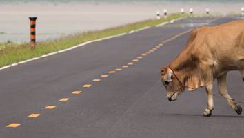 „Mutige Helfer“ - Rinder stürmen im Berufsverkehr Autobahn – Bauern versuchen, sie einzufangen