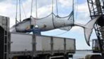 walfang: japan will kommerziellen fang von finnwalen erlauben