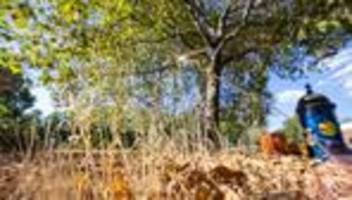 Umweltschutz: Projekt verlängert: Digitale Baumzwillinge gegen Trockenheit