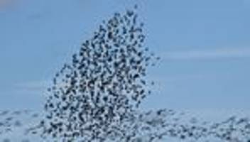 Weltzugvogeltag: EU-Projekt schützt Wiesenvögel in Ostfriesland