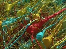 Gehirn in 3D-Darstellung: Millionen Synapsen und Tausende Neuronen