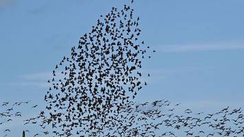 eu-projekt schützt wiesenvögel in ostfriesland