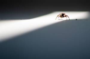 Spinnen die Toilette runterspülen? Sie könnten eine böse Überraschung erleben