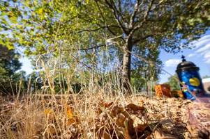 Projekt verlängert: Digitale Baumzwillinge gegen Trockenheit