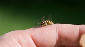 Insektenstich-Allergie: Diese Therapie wirkt zu 94 Prozent
