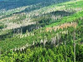 Ein enormer Rückgang: Nur noch wenige Baumarten geeignet für den Waldumbau