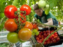 Gutes aus Garten oder Topf: So gedeihen Ihre Tomaten perfekt