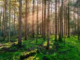 Nur jeder fünfte Baum ist gesund: Deutschlands Wälder werden zu Dauerpatienten