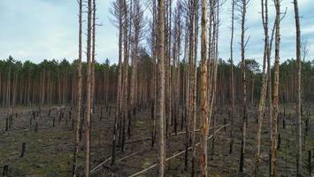 Waldbrandgefahr in Brandenburg: Fast überall Höchststufe 5