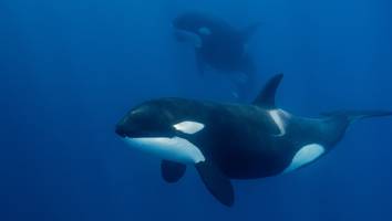 rätselhafte attacke - orcas versenken segelyacht in der straße von gibraltar