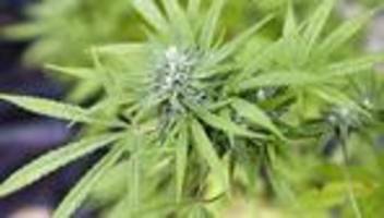 drogenpolitik: bundesregierung hält cannabisanbau im kleingarten für verboten
