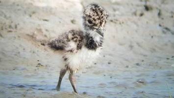 gefährdeter kiebitz zurück in hamburg – süßer nachwuchs