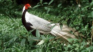 Nicht artgerecht: Beliebter Vogelpark muss schließen