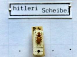 Ehrung für umstrittene Personen?: Hitler-Käfer wird seinen Namen behalten