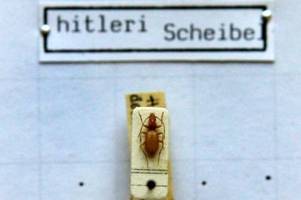 Warum darf der Hitler-Käfer weiter Hitler-Käfer heißen?