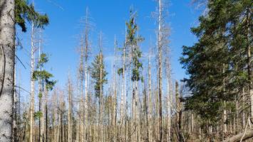 Klimawandel ist nur Teilproblem - Waldökologe: Unseren Wäldern geht es viel schlechter als Regierungsbericht vermuten lässt