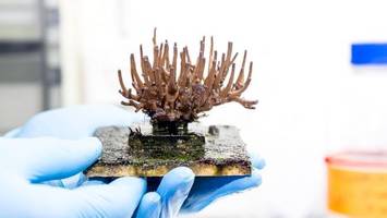 nachhaltige korallen-zucht: rettung für tote riffe?