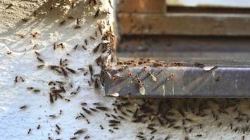 Überall Ameisen – Wann sie Gefahr für Haus und Garten werden