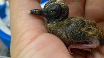 nur noch 15 exemplare  - "das dritte seiner art": forscher ziehen blauaugentäubchen per hand auf