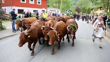 Traditioneller Viehaustrieb lockt Besucher in den Harz