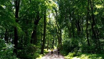 borkenkäfer: hamburger volkspark verliert weitere bäume