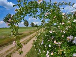 Weiter warten auf die Wärme: Wann kommt er denn nun, der Sommer? Unklar!