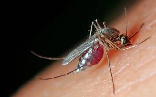 Jetzt schon besonders fiese Reaktionen  - Hilfe, bekommen wir 2024 einen Mückensommer?