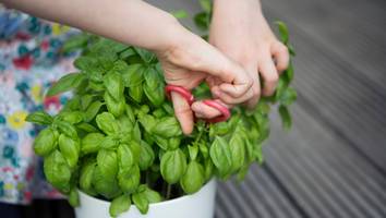 Blätter nicht zupfen - Mit diesem Trick ernten Sie dreimal mehr Basilikum