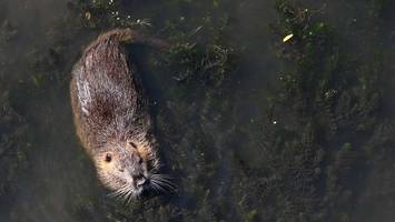 streit um jagdverordnung: ministerpräsident erwartet lösung