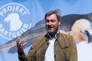 bartgeier wiggerl und vinzenz ausgewildert: schöner moment