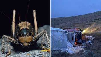 in nevada - insekten-invasion: mormonengrillen lösen chaos auf autobahn aus