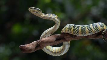 „Snake Island“ - Lebensgefahr: Insel darf wegen hoher Schlangenpopulation nicht betreten werden