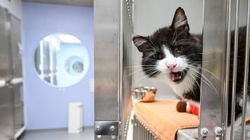neue katzenquarantäne im tierheim berlin eröffnet