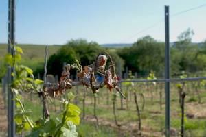 winzer: tristesse im weinberg