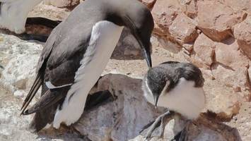 helgoland feiert die lummen: küken stürzen sich vom felsen