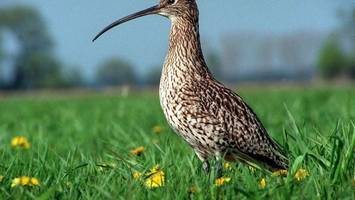 Nasse und weggeschwemmte Küken: Hochwasserfolgen für Vögel