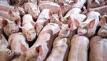 zölle: china droht eu mit importbeschränkung für schweinefleisch